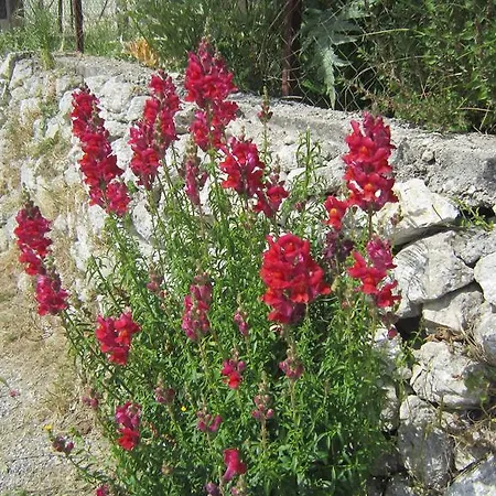 Ermis